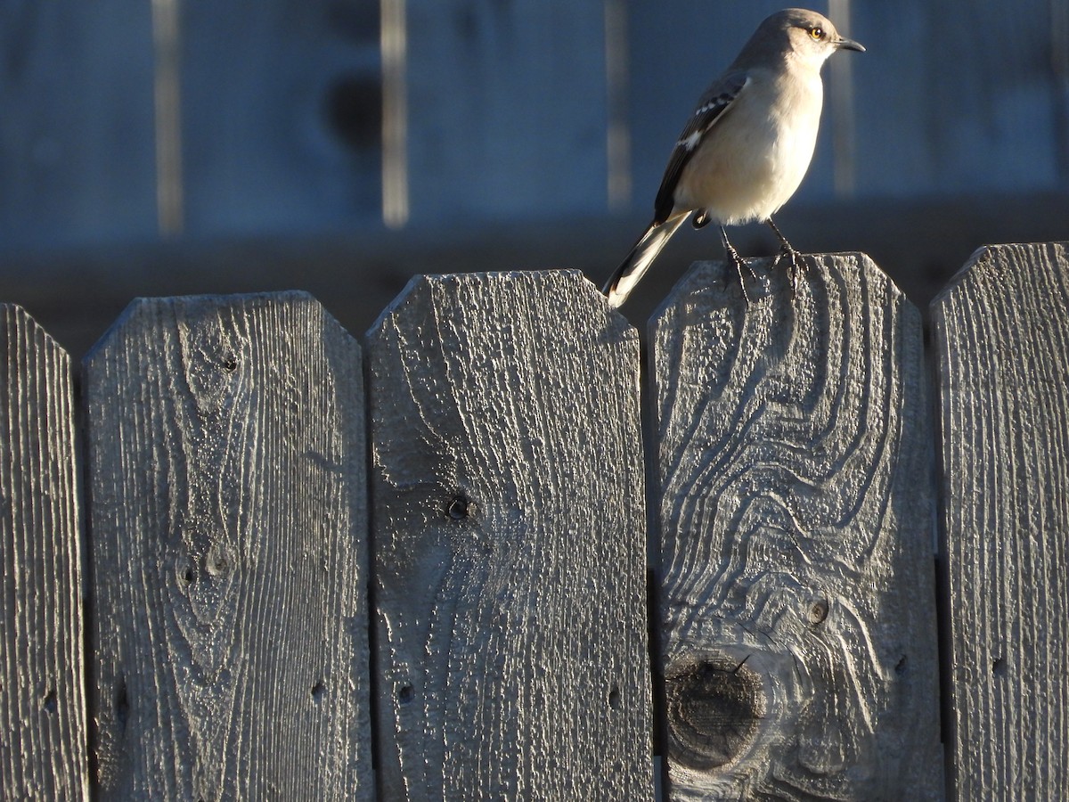 Gartenspottdrossel - ML646824388