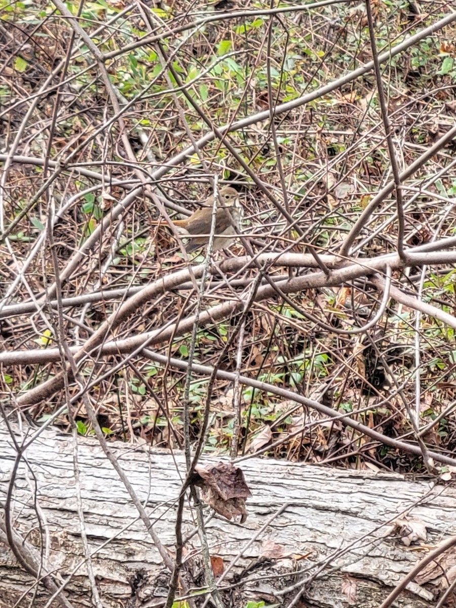 Hermit Thrush - ML646824389