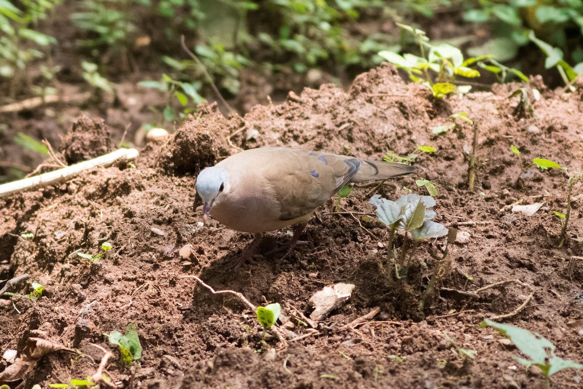 アオフバト - ML646824390