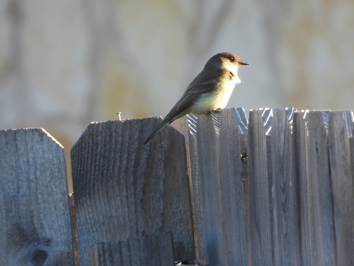 Weißbauch-Phoebetyrann - ML646824392