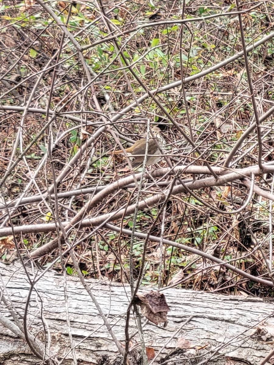 Hermit Thrush - ML646824393