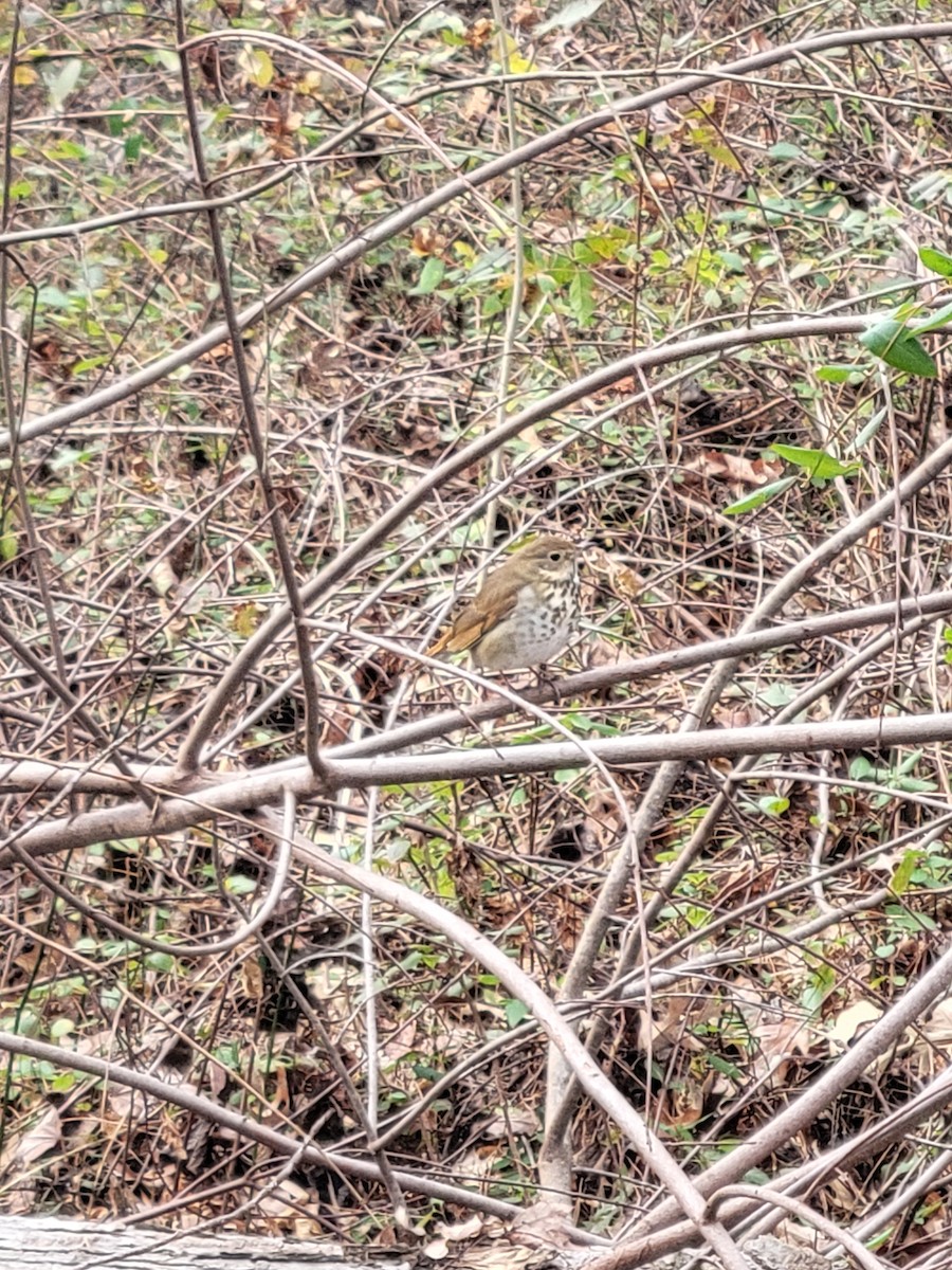 Hermit Thrush - ML646824396