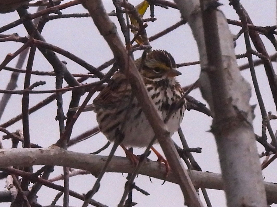 Savannah Sparrow - ML646824401