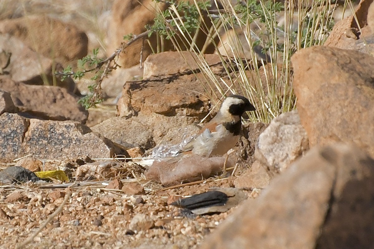 Cape Sparrow - ML646824411