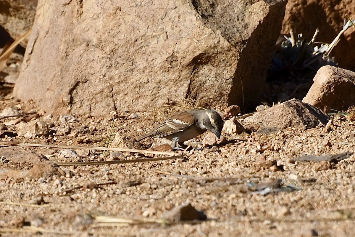 Cape Sparrow - ML646824412