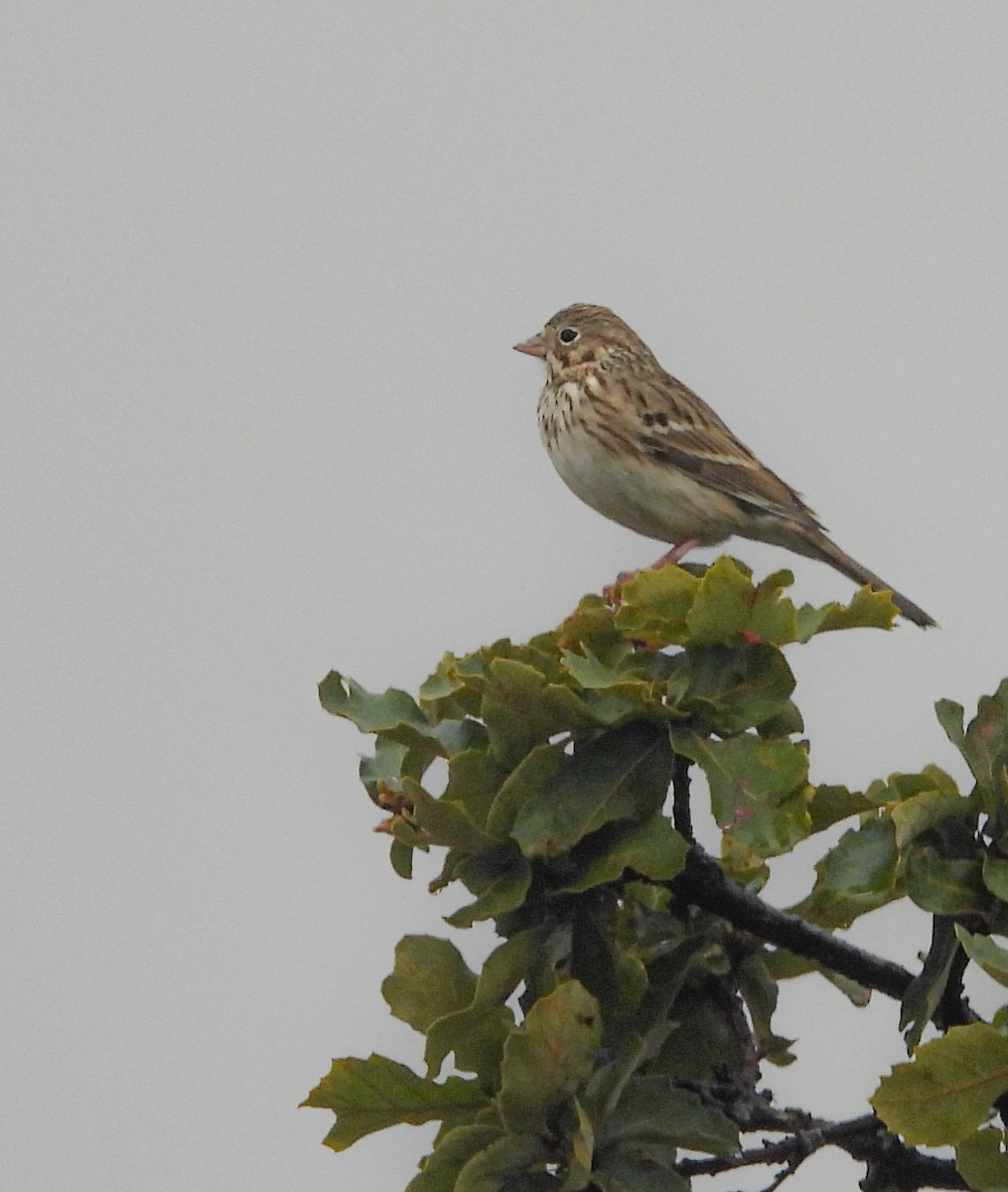 Chingolo Coliblanco - ML646824414