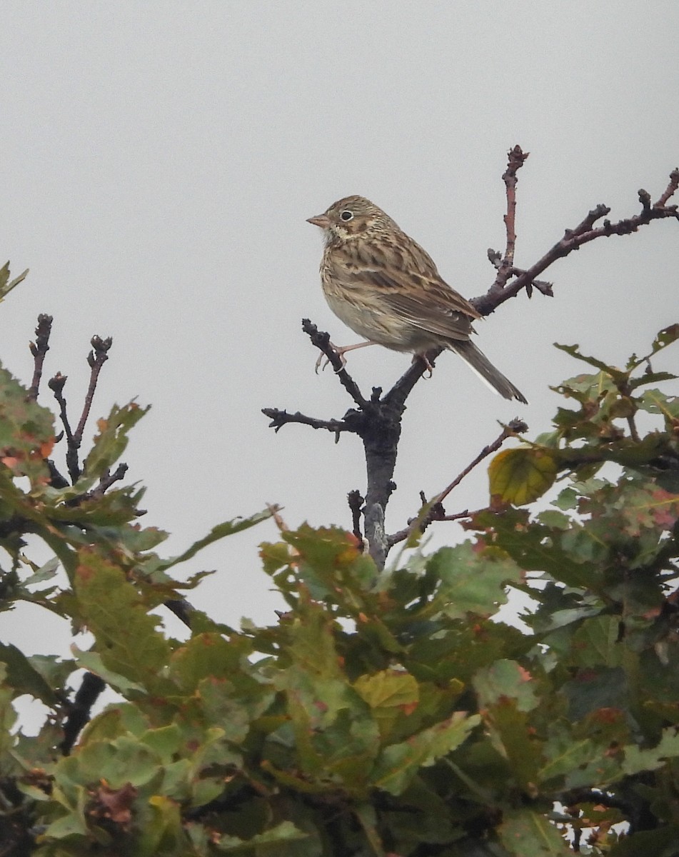 Chingolo Coliblanco - ML646824415