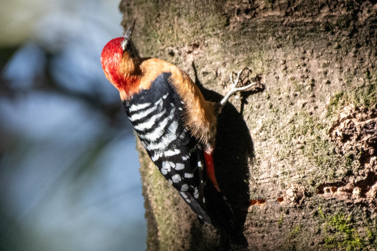 Rufous-bellied Woodpecker - ML646824422