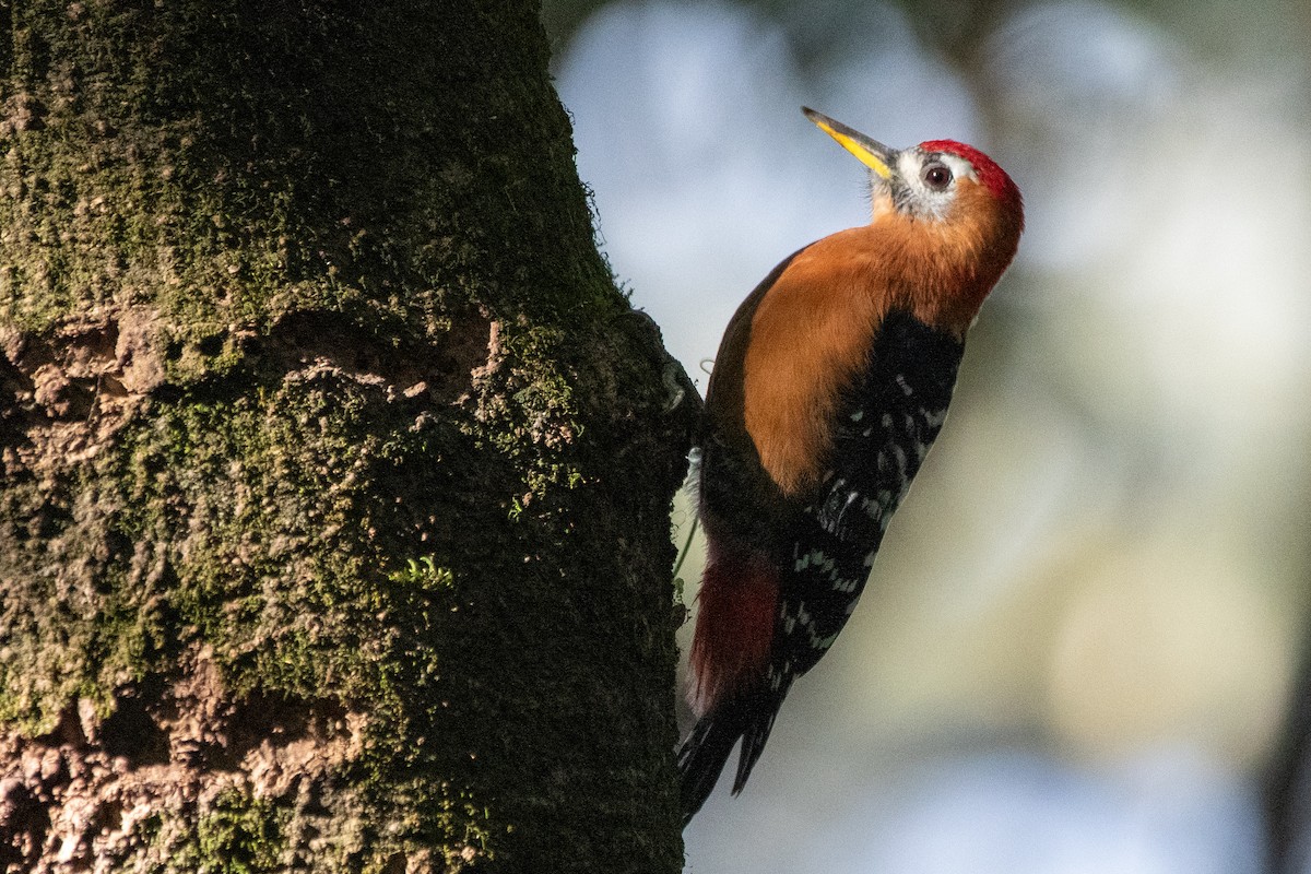 Rufous-bellied Woodpecker - ML646824423