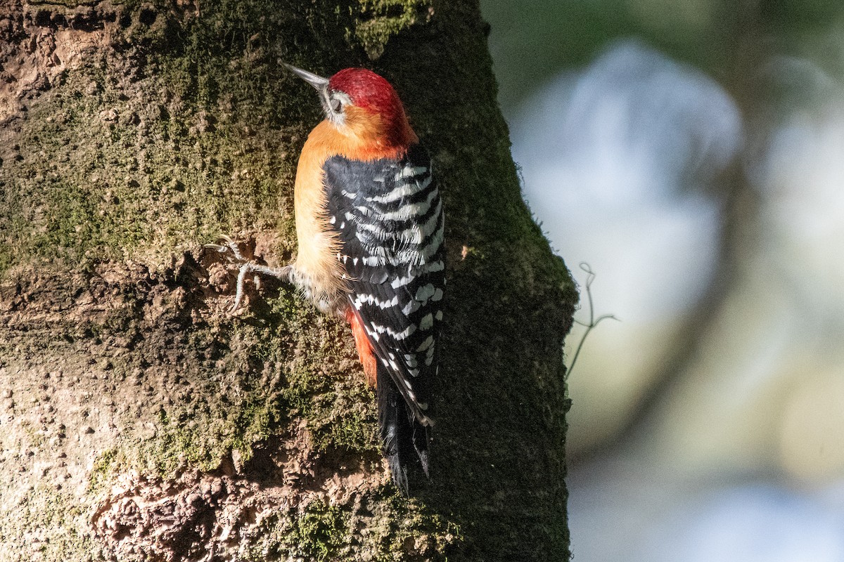 Rufous-bellied Woodpecker - ML646824424