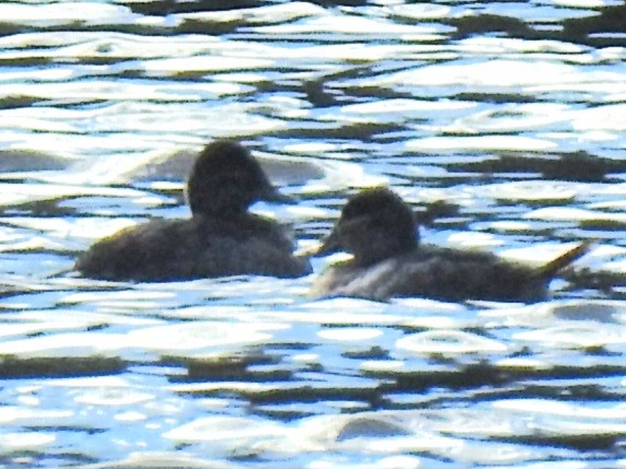 Савка американська - ML646824425