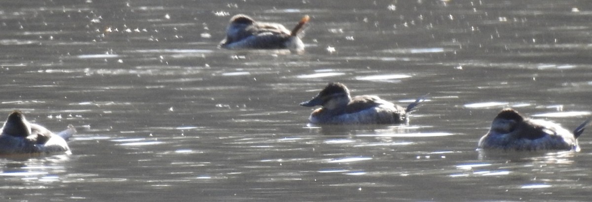 Савка американська - ML646824426