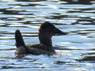 Савка американська - ML646824427