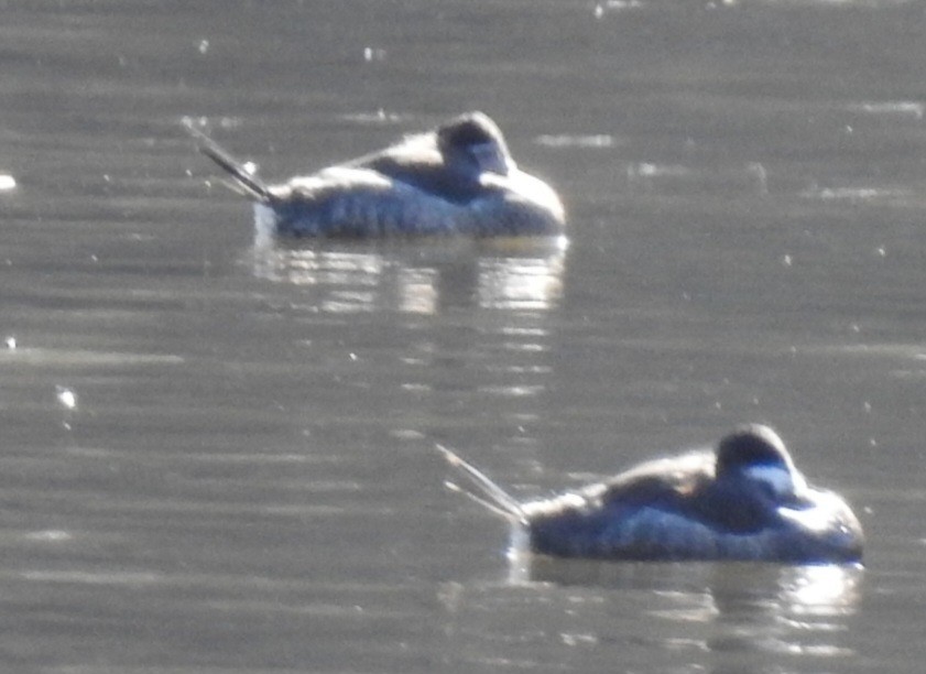 Савка американська - ML646824428