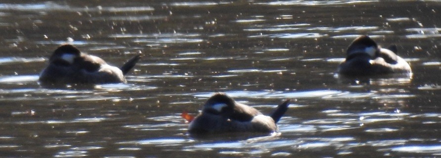 Савка американська - ML646824429