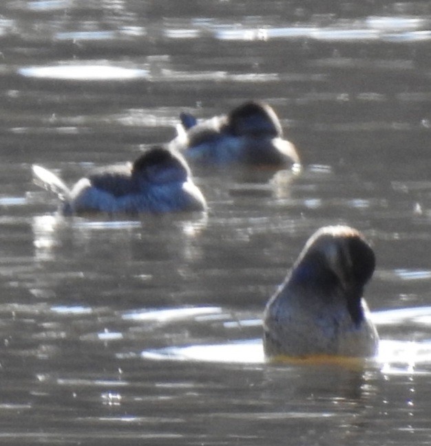 Савка американська - ML646824430