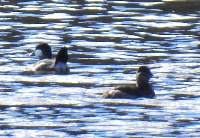 Савка американська - ML646824431