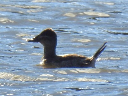 Савка американська - ML646824432