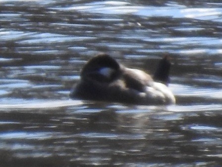 Савка американська - ML646824433