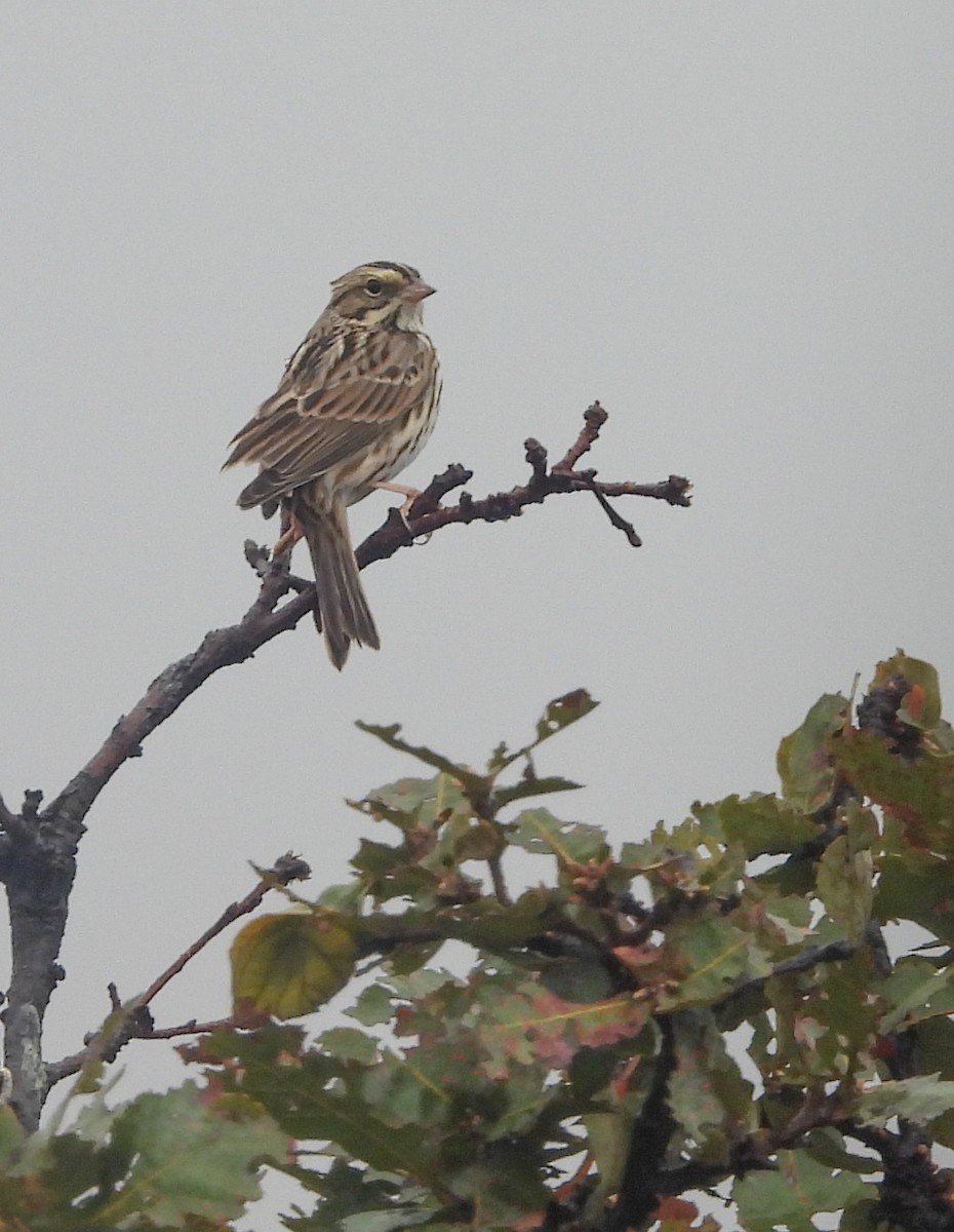 Chingolo Sabanero - ML646824434