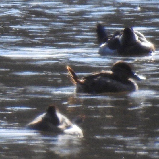 Савка американська - ML646824435