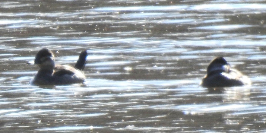 Савка американська - ML646824436