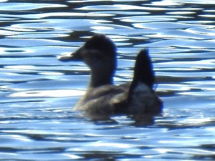 Савка американська - ML646824437