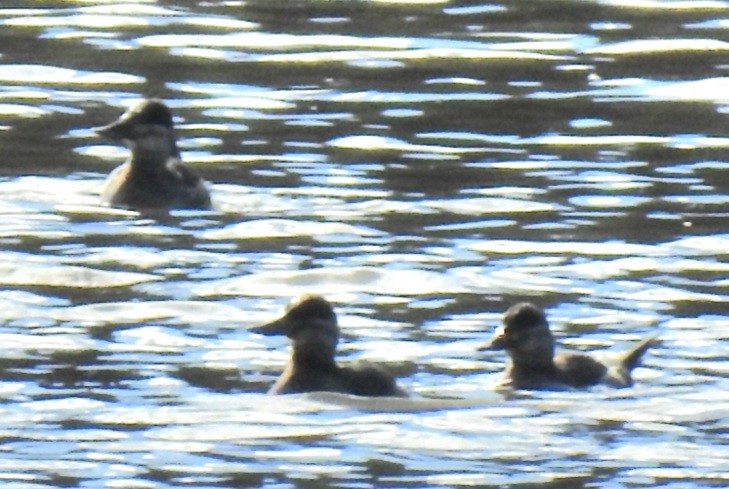 Савка американська - ML646824438