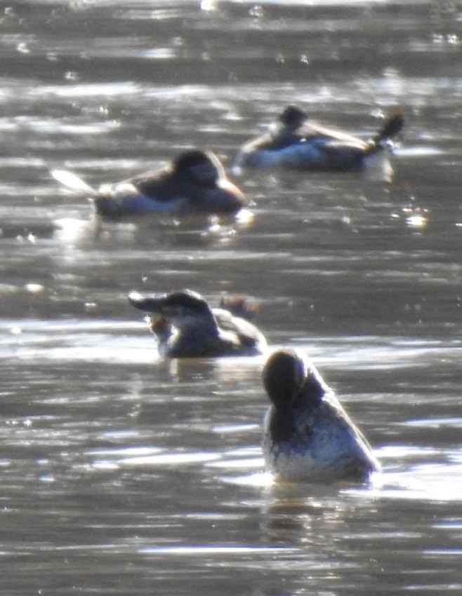 Савка американська - ML646824439