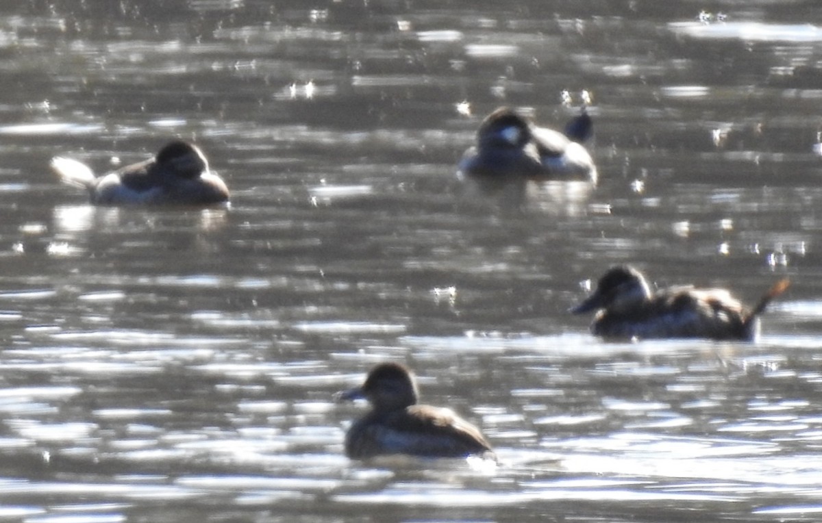 Савка американська - ML646824440