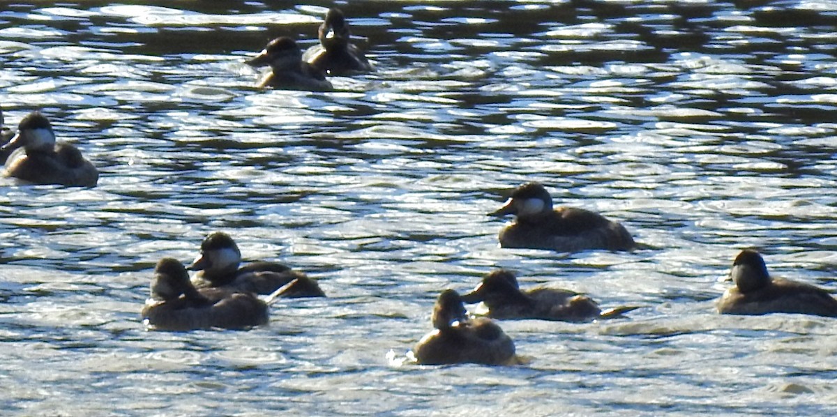 Савка американська - ML646824441