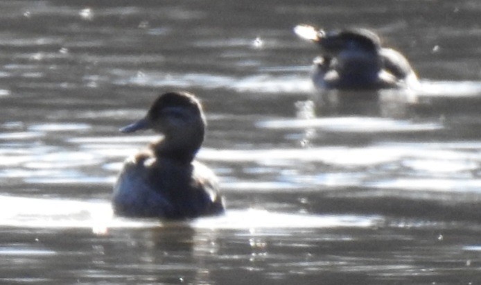 Савка американська - ML646824442