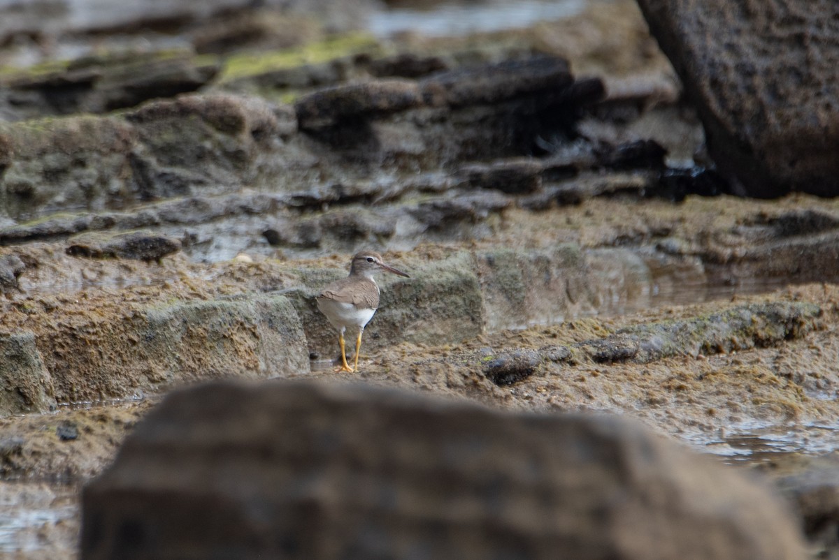 Набережник плямистий - ML646824444