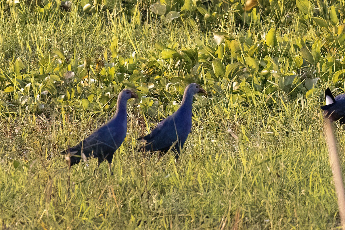 Uroilo urdin burugrisa - ML646824446