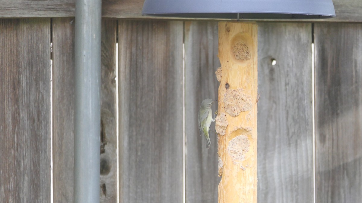 Orange-crowned Warbler - ML646824447