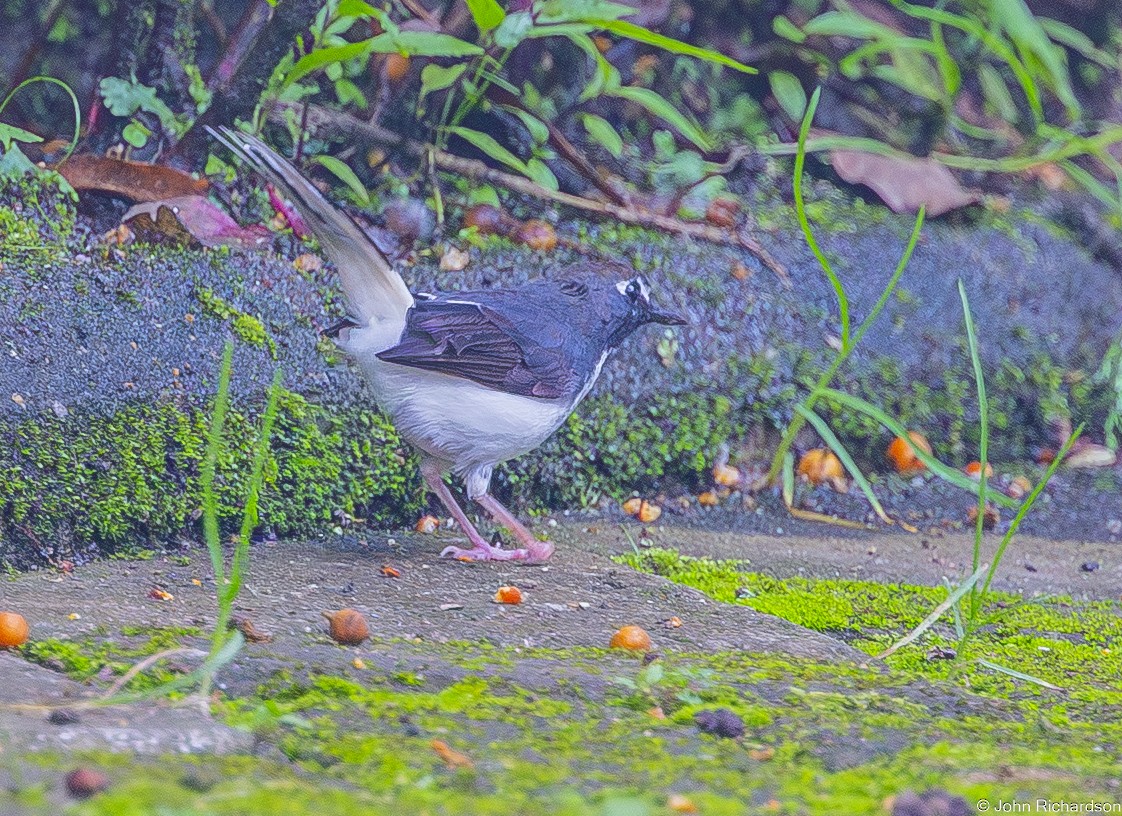 Sunda Forktail - ML646824453