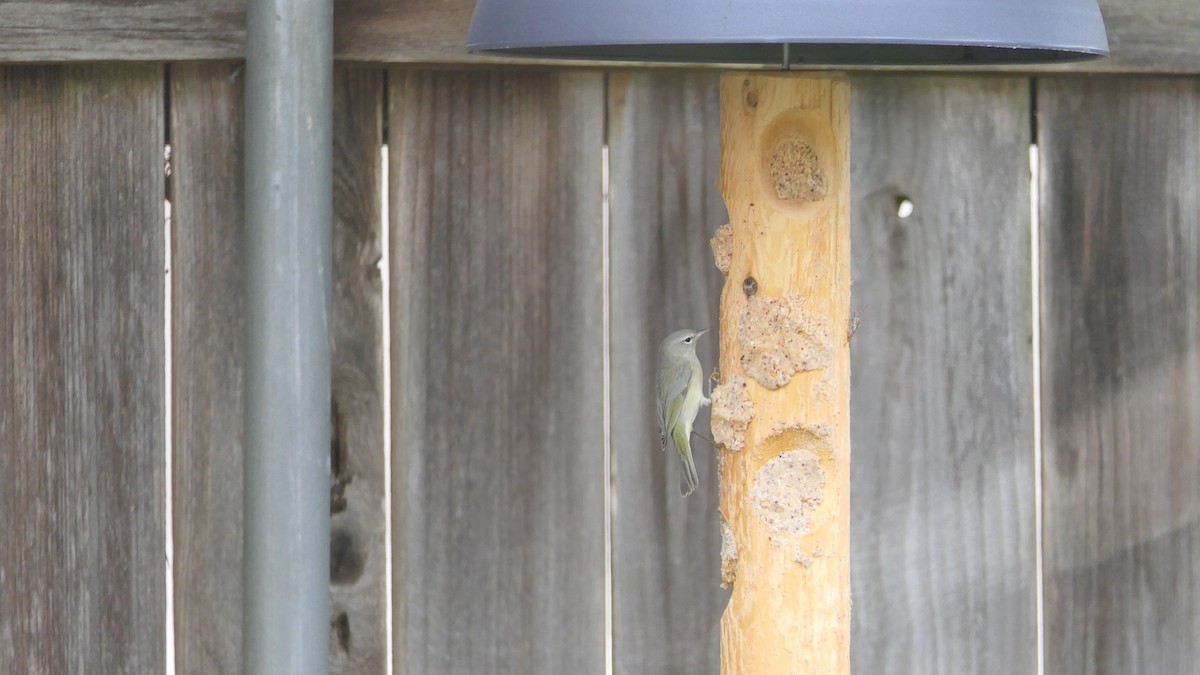 Orange-crowned Warbler - ML646824455