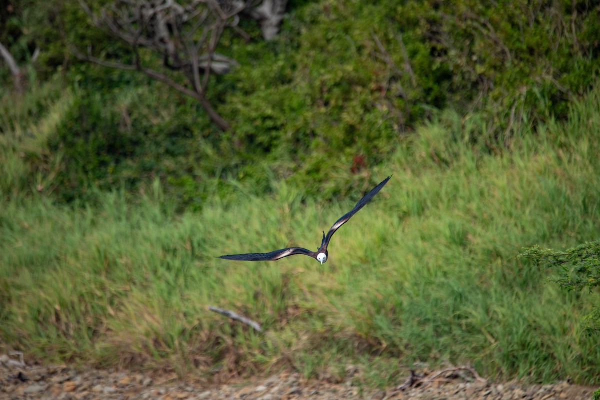 Фрегат карибський - ML646824463