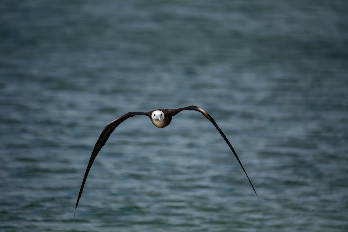 Фрегат карибський - ML646824465