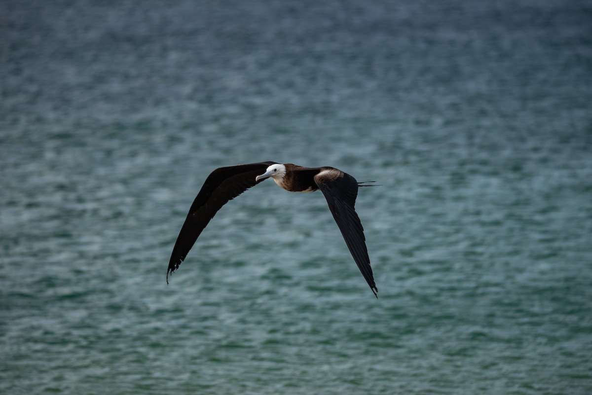 Фрегат карибський - ML646824473