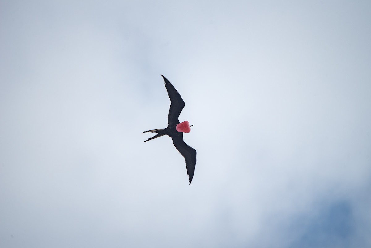 Фрегат карибський - ML646824474