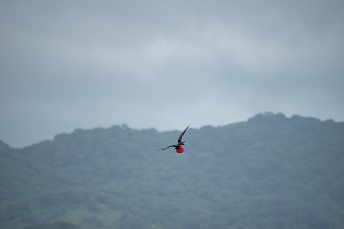 Фрегат карибський - ML646824475