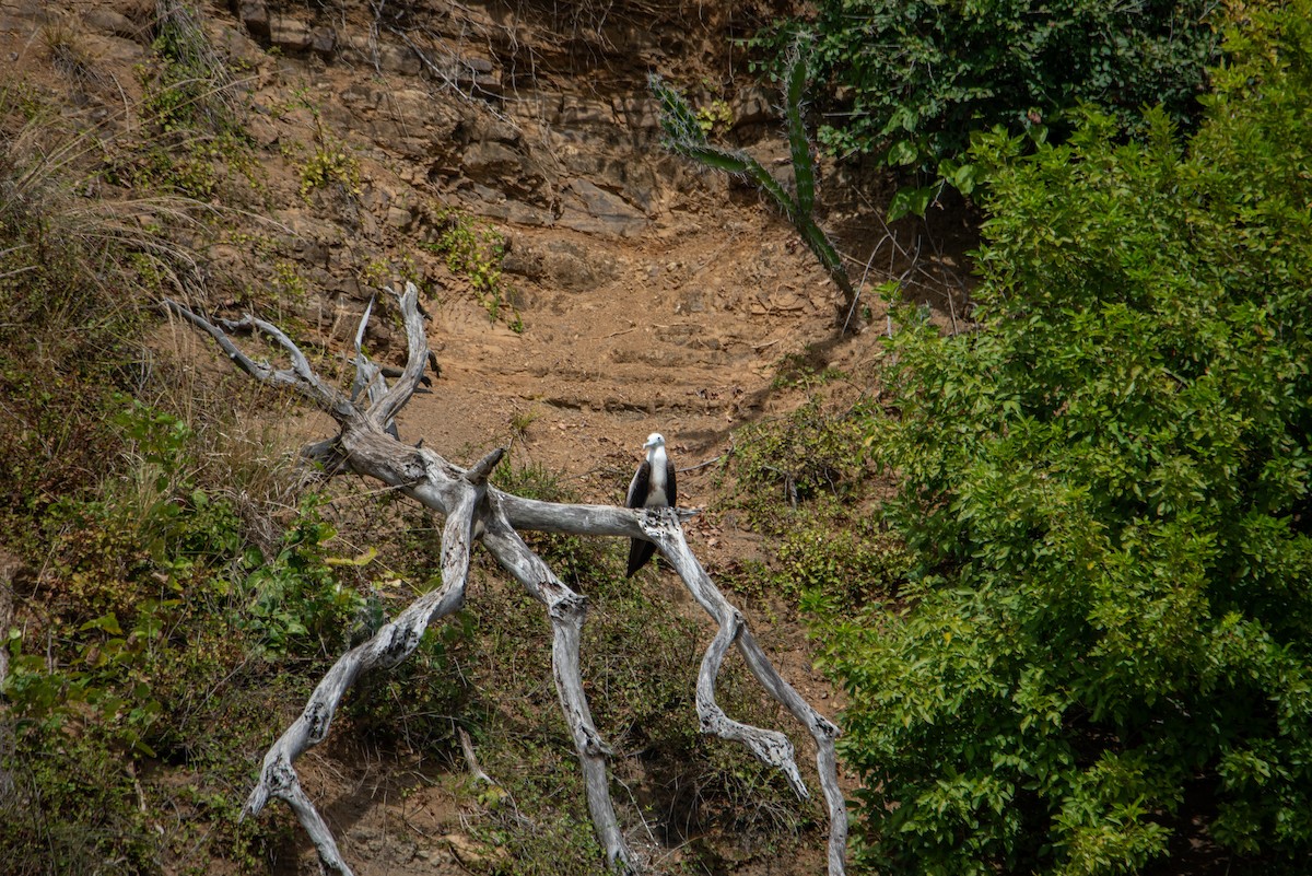 Фрегат карибський - ML646824476