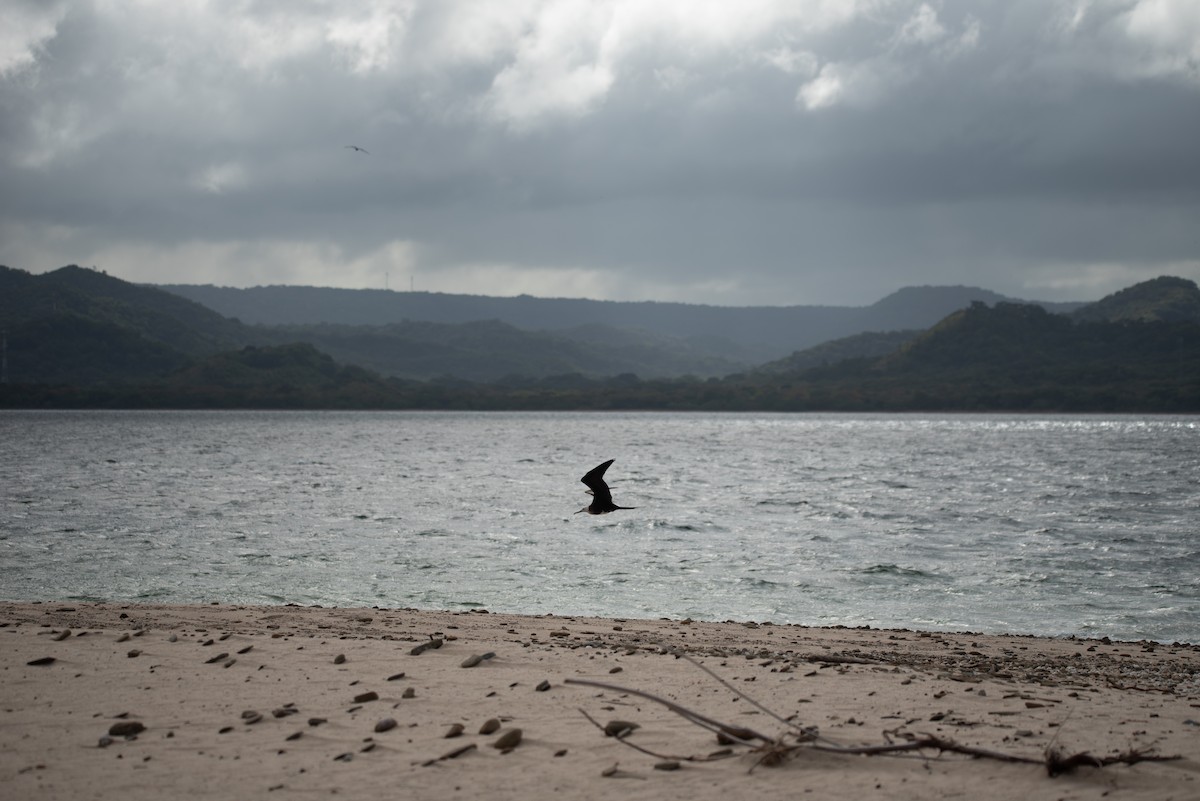 Фрегат карибський - ML646824477