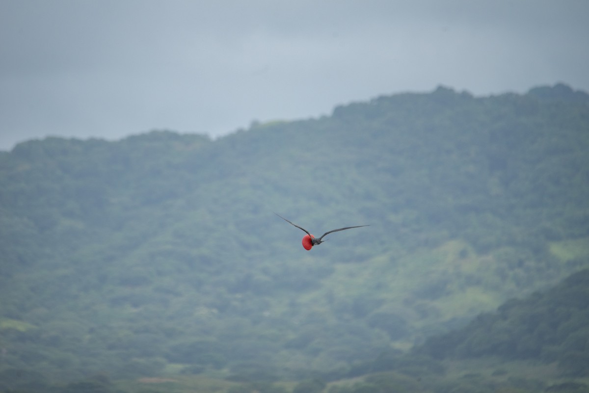 Фрегат карибський - ML646824479