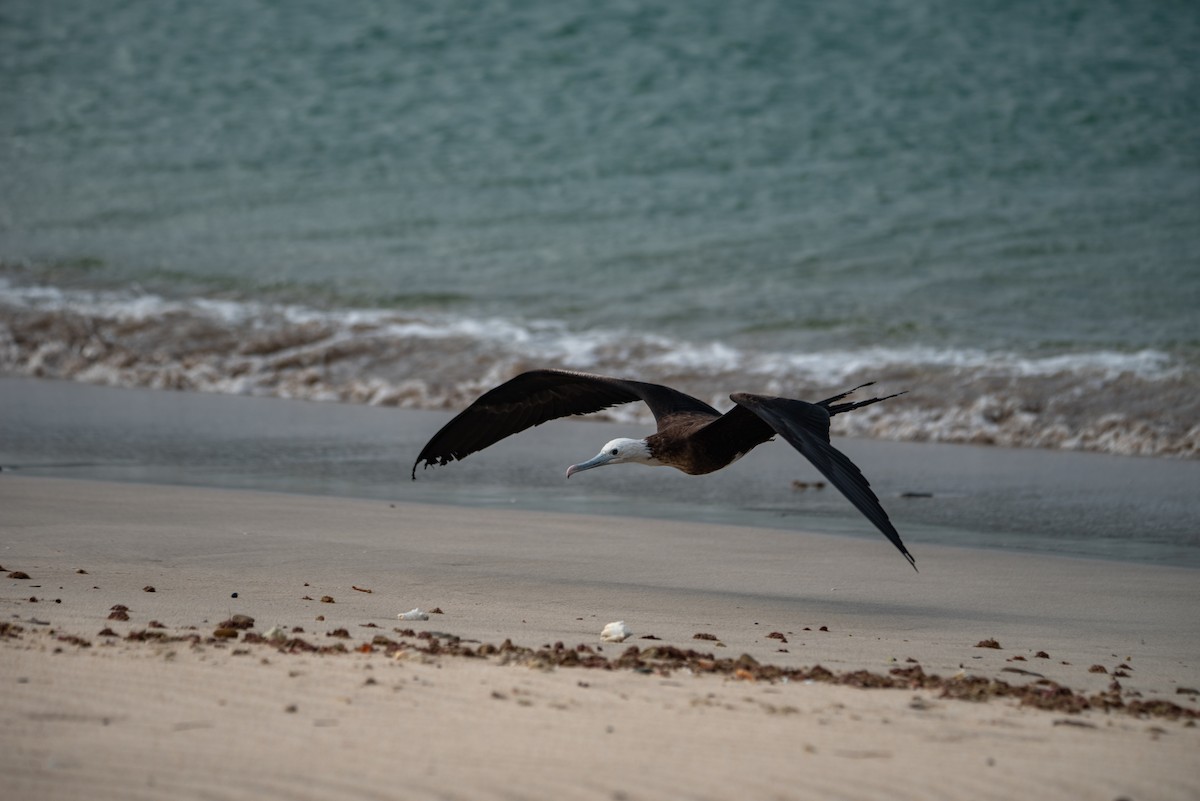 Фрегат карибський - ML646824480