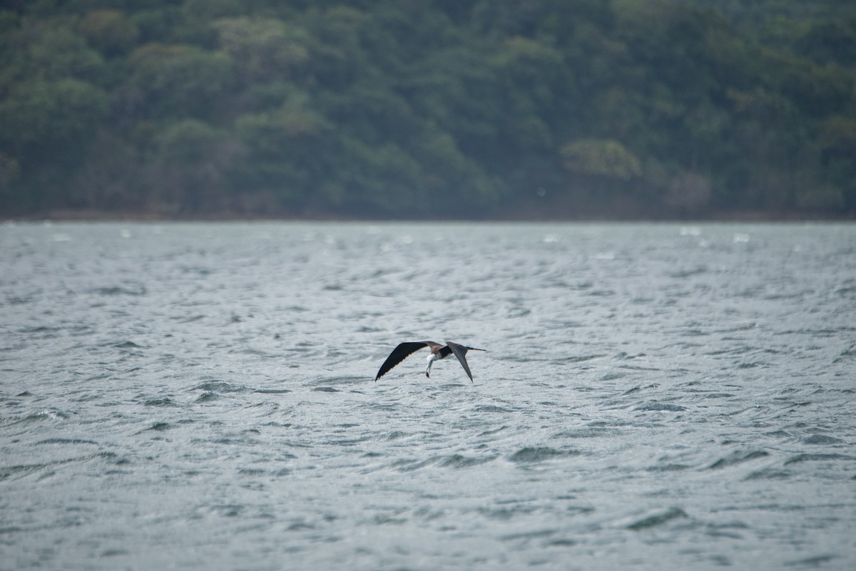 Фрегат карибський - ML646824481