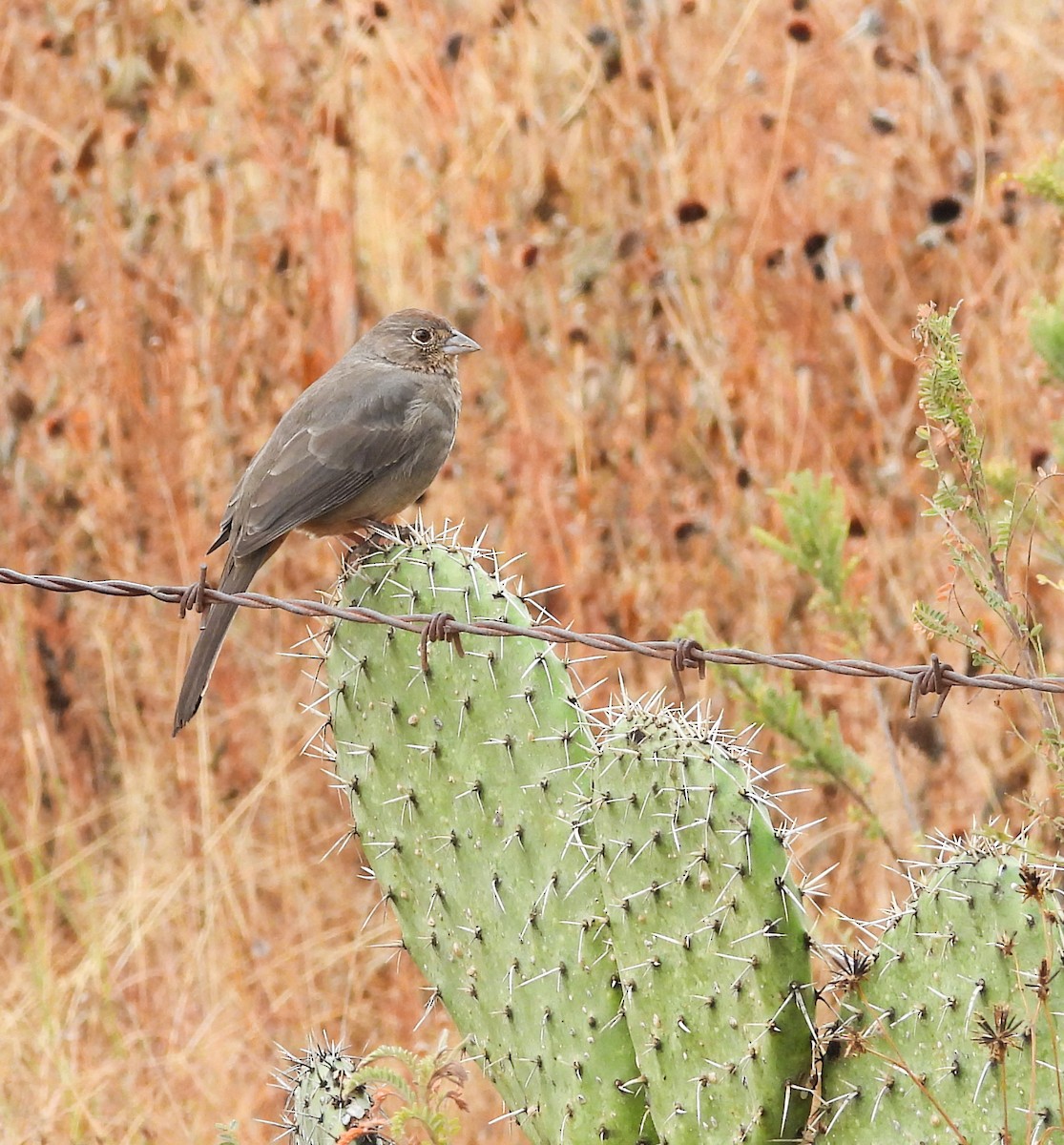 Canyon Towhee - ML646824483