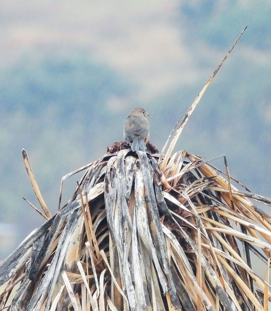 Canyon Towhee - ML646824484
