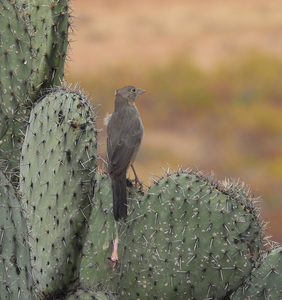 Canyon Towhee - ML646824485